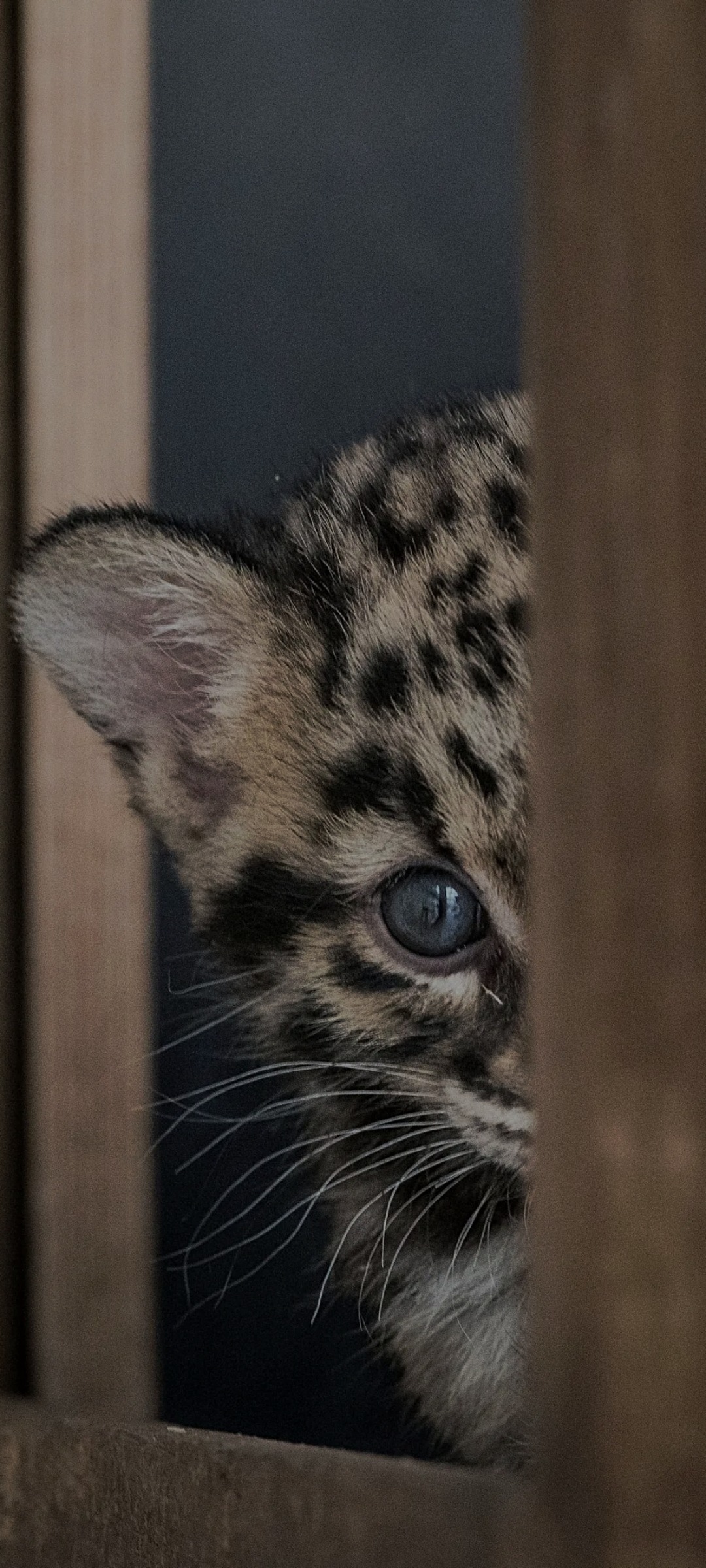 Zeineddine - Naters - Valais | Rencontre Discrète